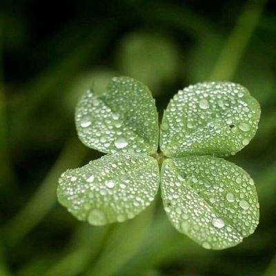 凤凰彩票下载手机版截图